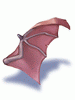 赤いコウモリの翼